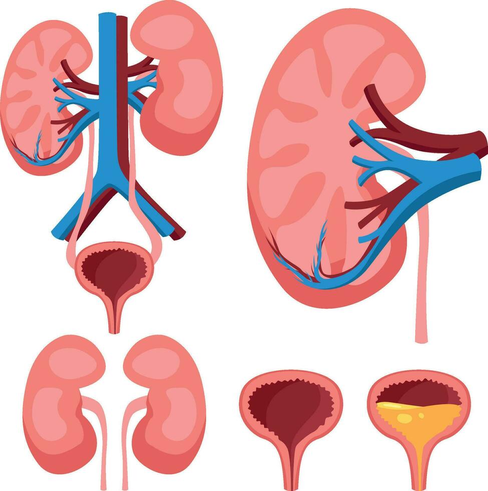 detallado ilustración de urinario sistema incluso riñones, uréteres y vejiga para médico estudiar y enseñando material aislado en blanco antecedentes vector