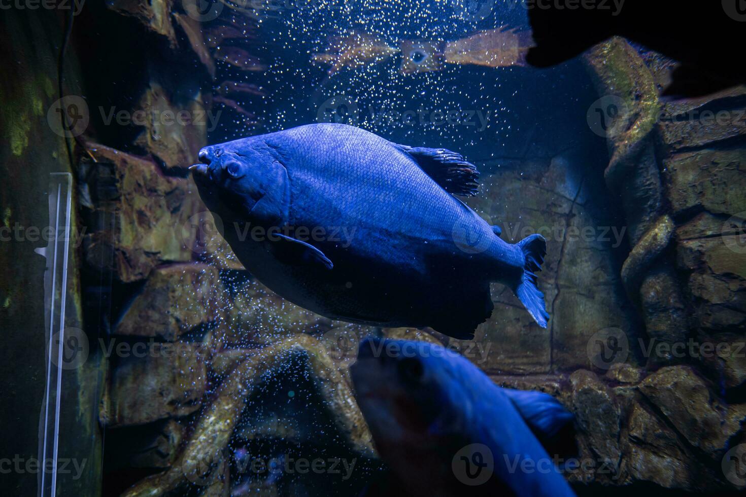 Blue piranha fish swim in aquarium. photo