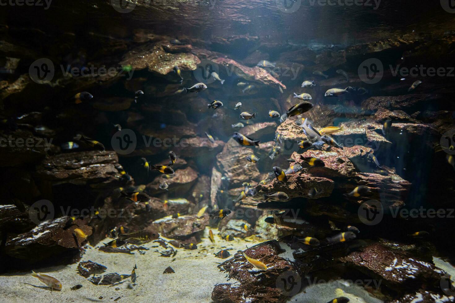 negro y amarillo pequeño pescado nadar en acuario. foto