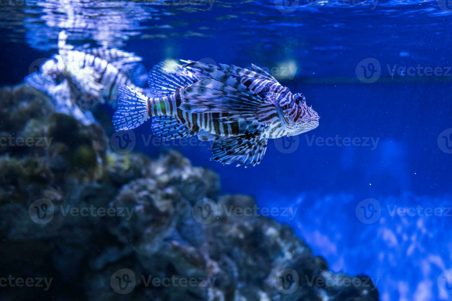 pez león además a rayas, o cebra pescado nadar en acuario. foto