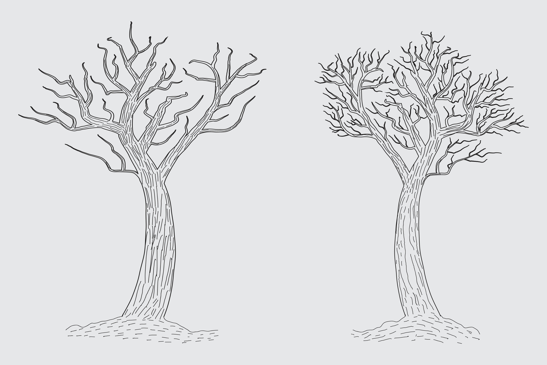 Hand drawn winter Bare Tree Sketch vector, bare Trees Leafless dead old