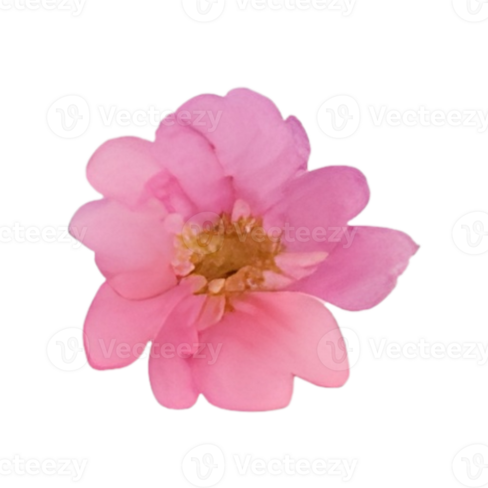 Flower bouquet watercolor png
