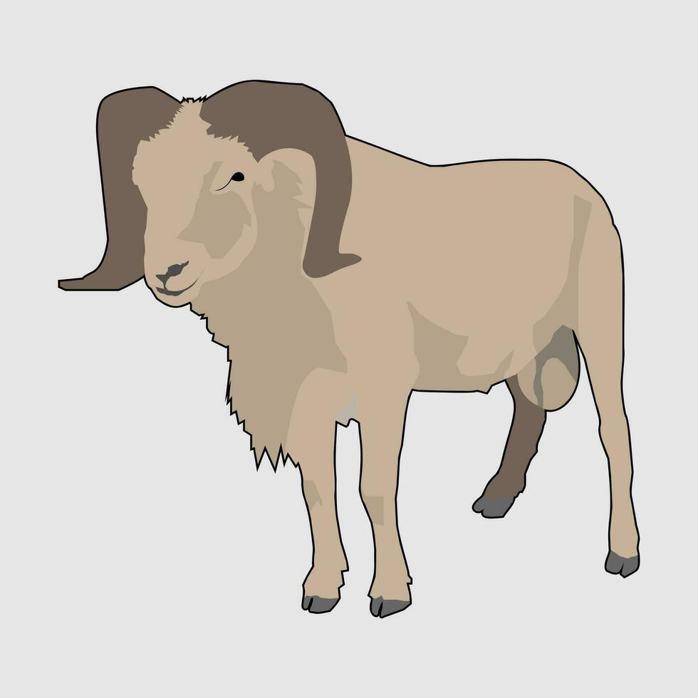 The Male White Brown Sheep vector