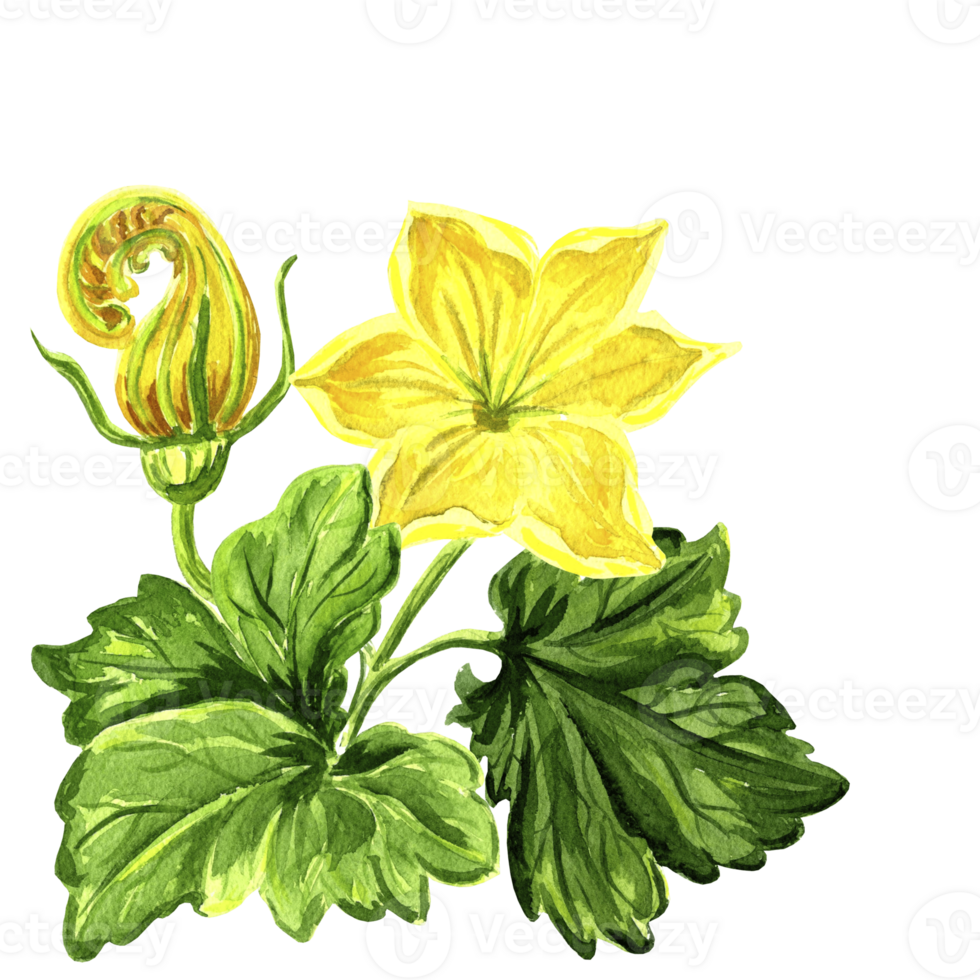 Watercolor illustration of yellow flower and bud with leaves of pumpkin. Hand drawn watercolor illustration PNG for design
