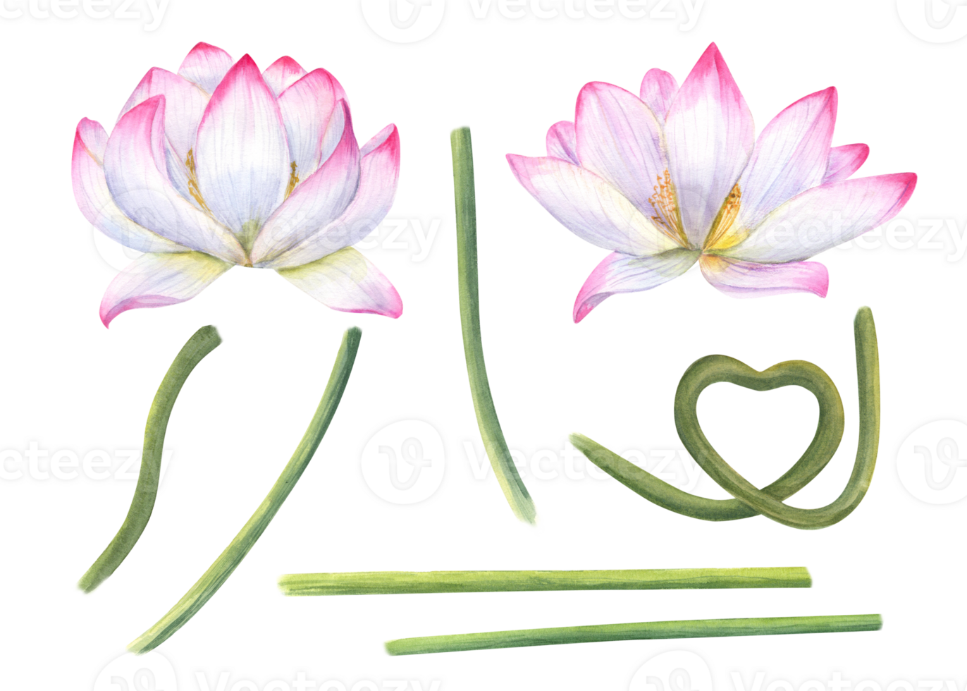 Set of pink lotus parts for creating compositions. Blooming flower heads, green stems of water lily. Constructor for creating bizarre flower shapes. Watercolor illustration for design png