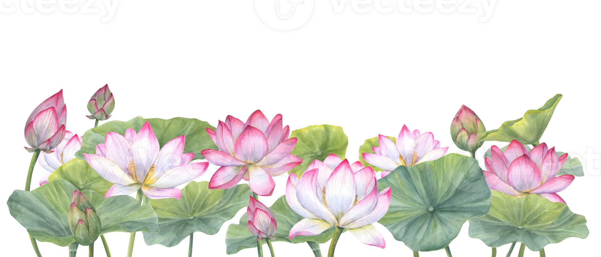 Floral composition with pink Lotus Flowers, Buds and Leaves. Water lily, Indian lotus, sacred lotus, green stems, leaf, bud. Watercolor illustration for poster, banner, postcard. Space for text. png