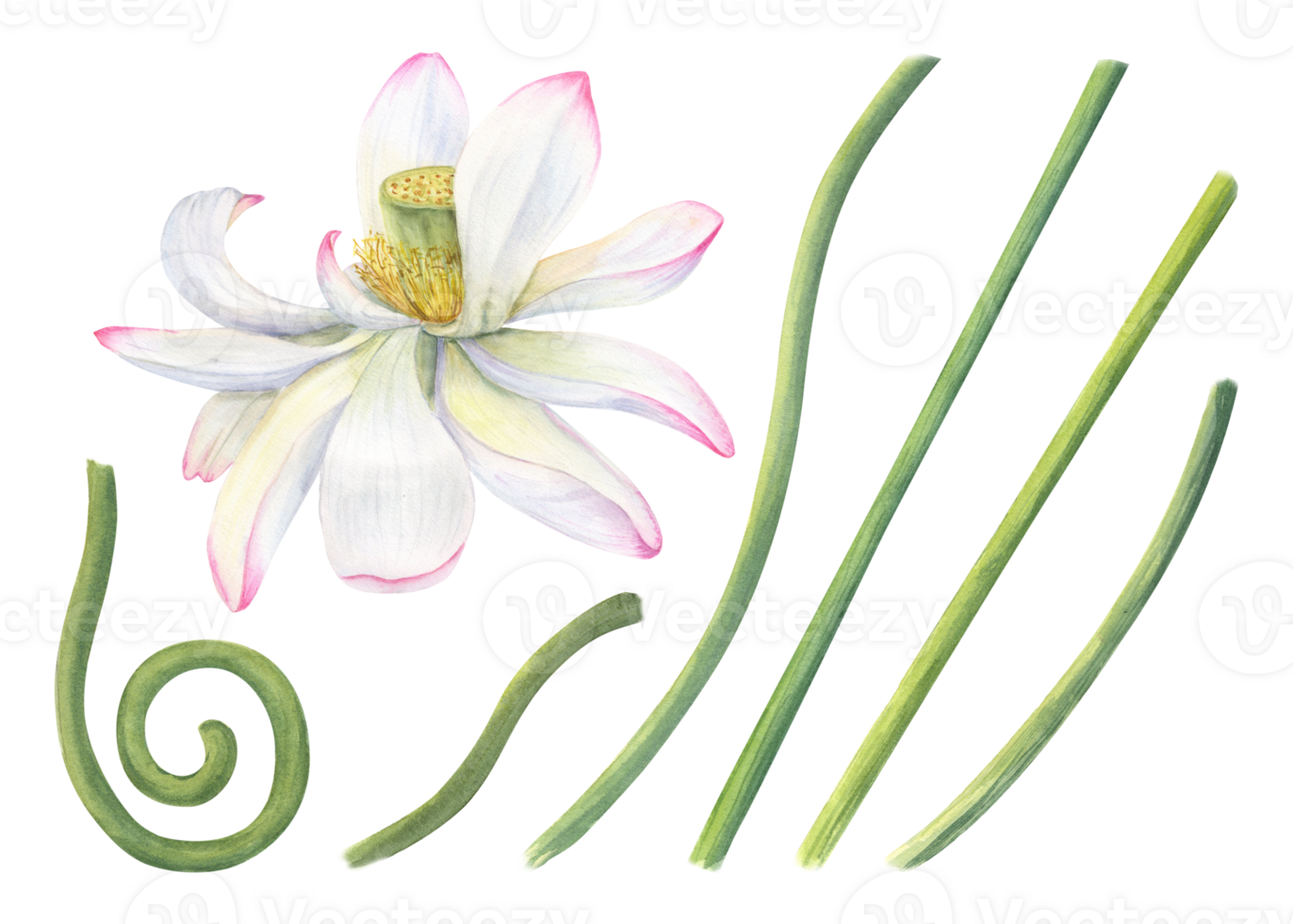 Set of pink lotus parts for creating compositions. Blooming flower heads, green stems of water lily. Constructor for creating bizarre flower shapes. Watercolor illustration for design png