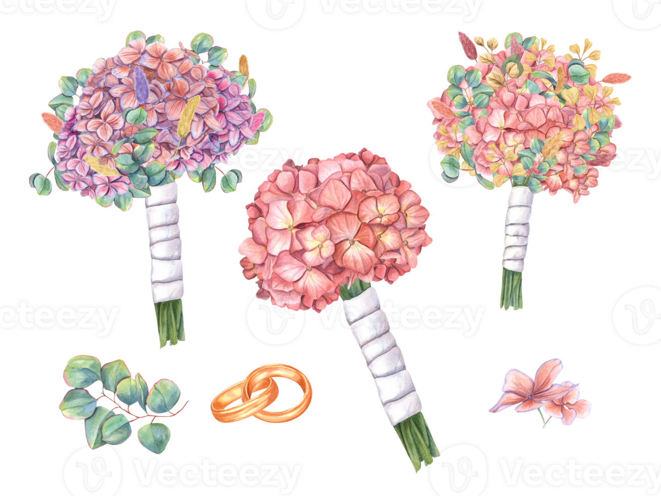 Set of bridal bouquets of hydrangea, eucalyptus, lagurus with white satin ribbon and gold wedding rings. Floral boutonniere. Trendy colors. For wedding stationary, invitation png