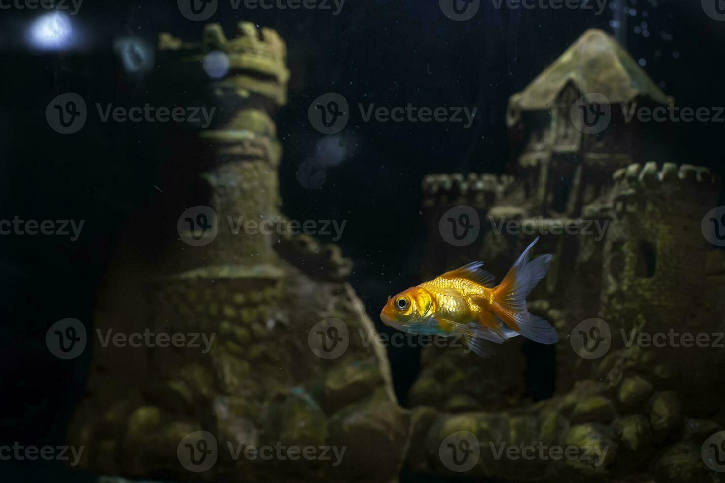 A yellow golden fish swims in a dark aquarium among the scenery in the form of an old castle. photo