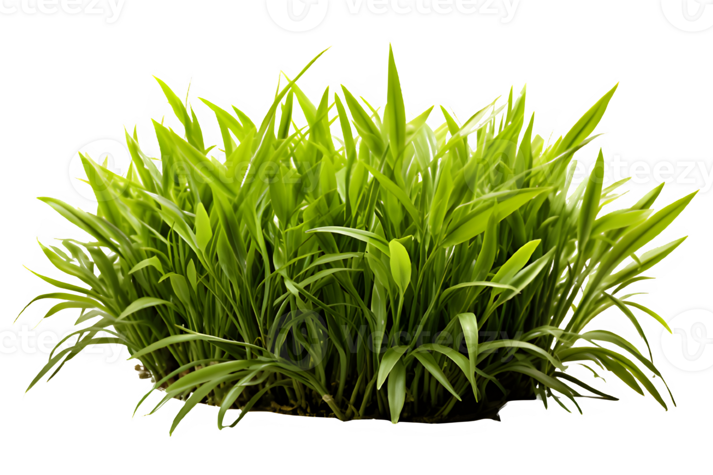 green bush grass isolated on transparent background ,grass bush cut out png ,generative ai