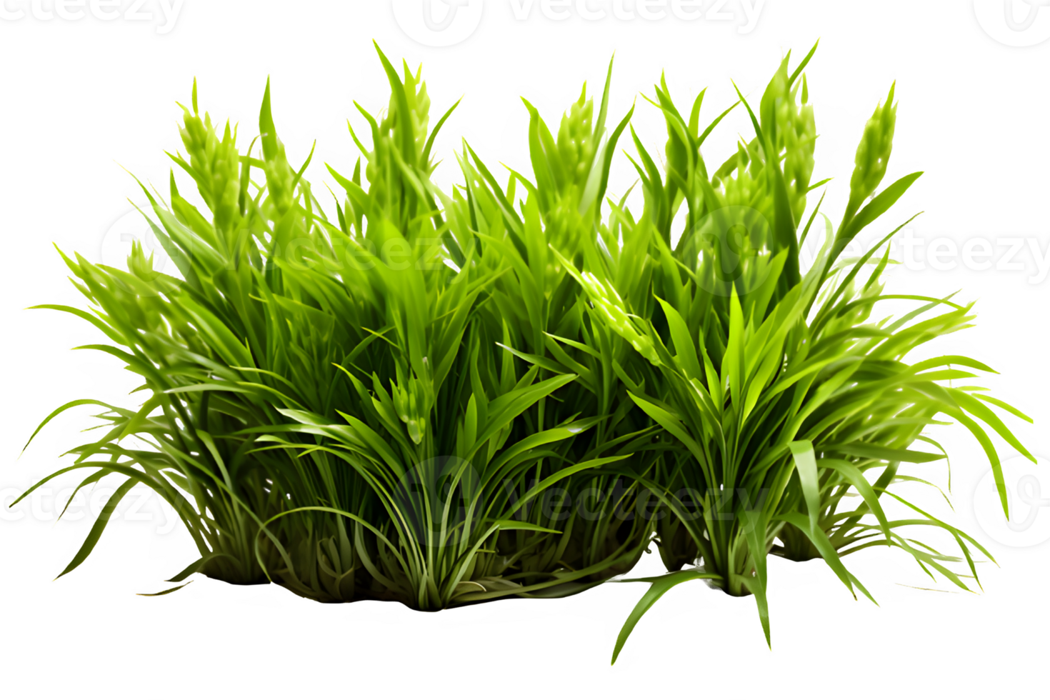 green bush grass isolated on transparent background ,grass bush cut out png ,generative ai
