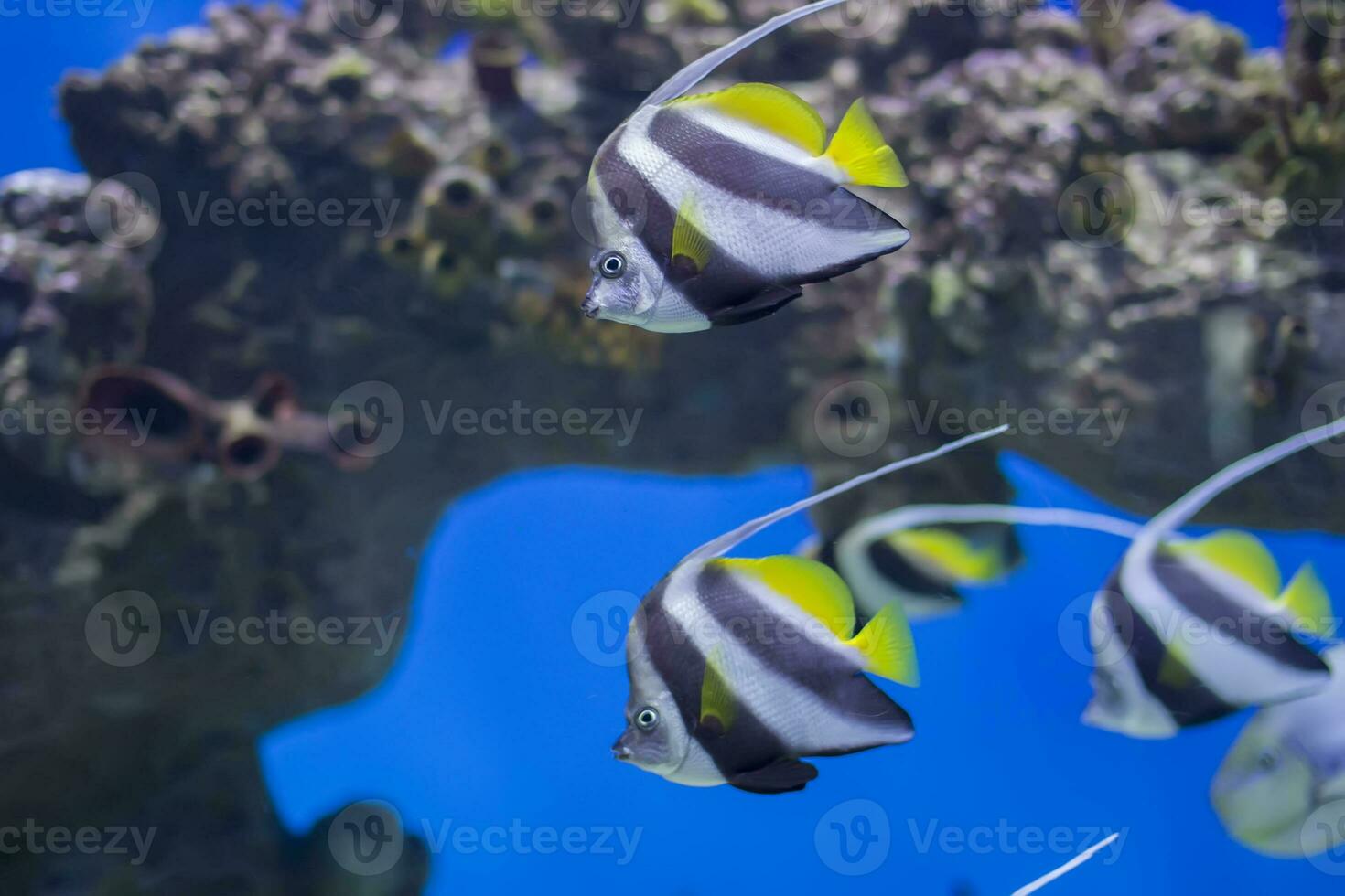 zanclus cornutus.exotico tropical pescado en el antecedentes de corales y arrecifes.a rebaño de a rayas acuario frotar foto