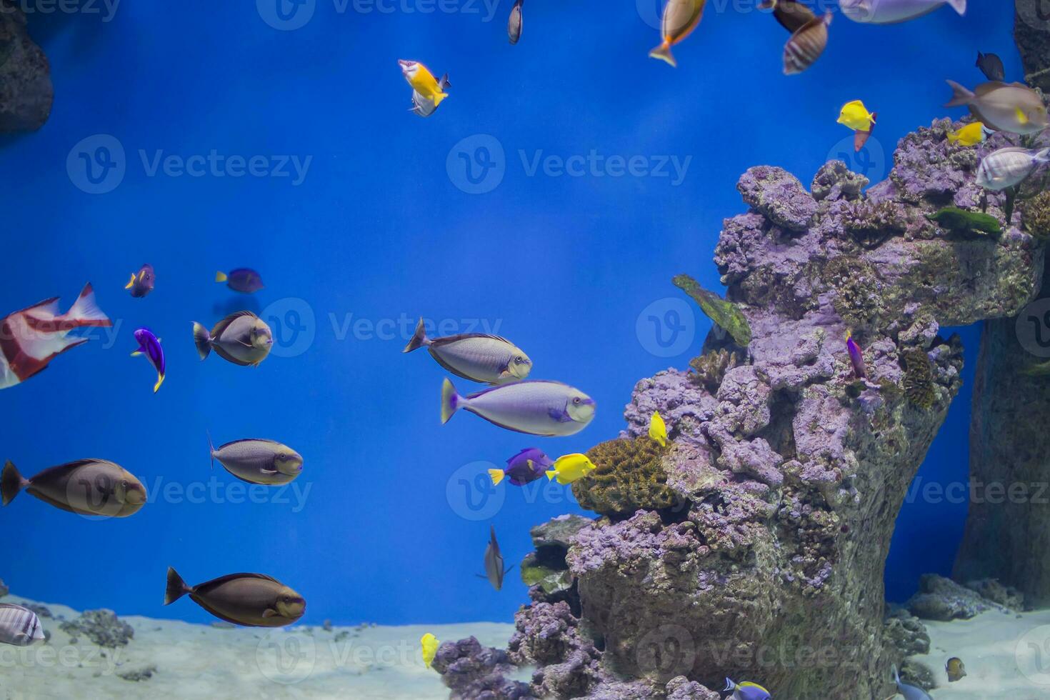 Multi-colored tropical fish on the background of reefs and corals. photo