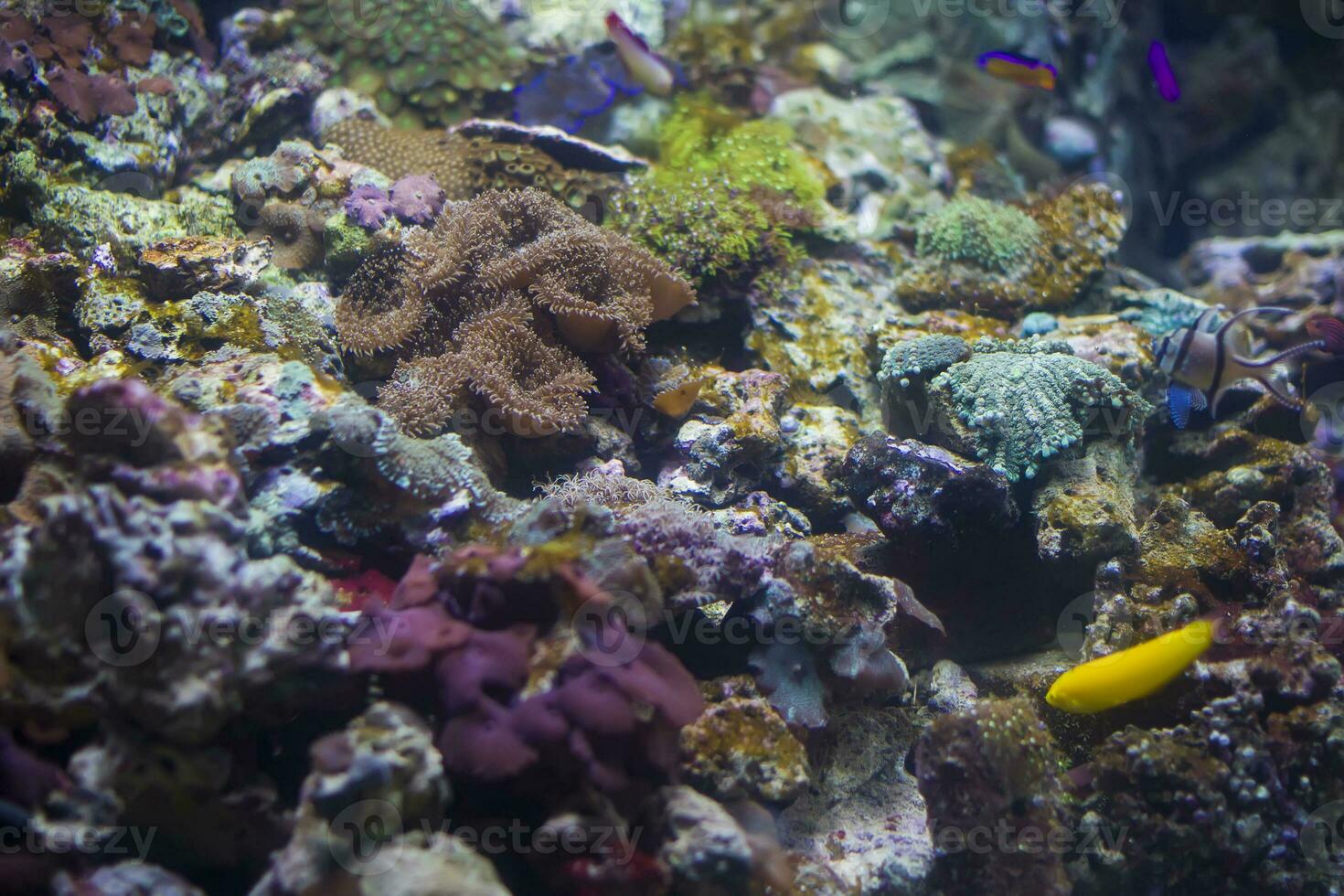 Multicolored corals background photo