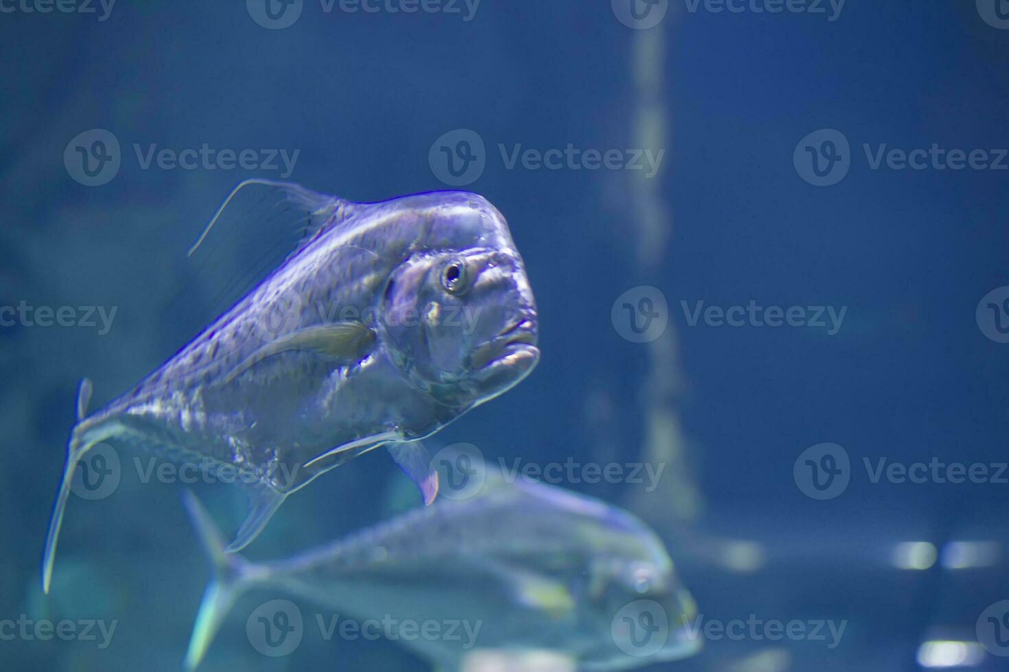 Large tropical fish on a blue background photo