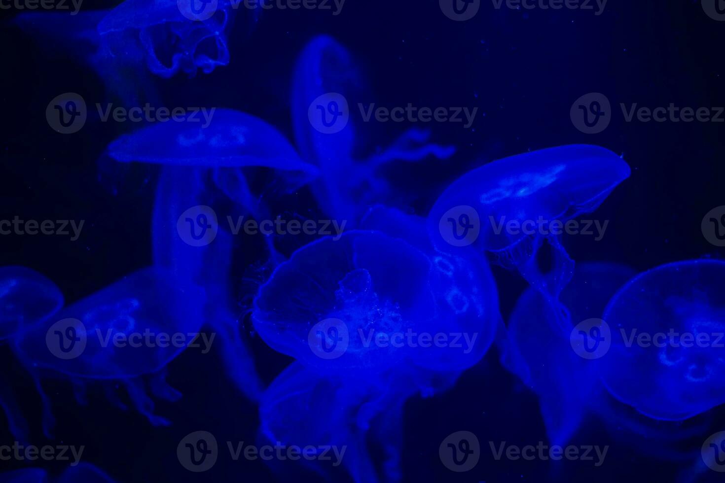 Medusa on a black background. Medusa highlighted in blue light photo