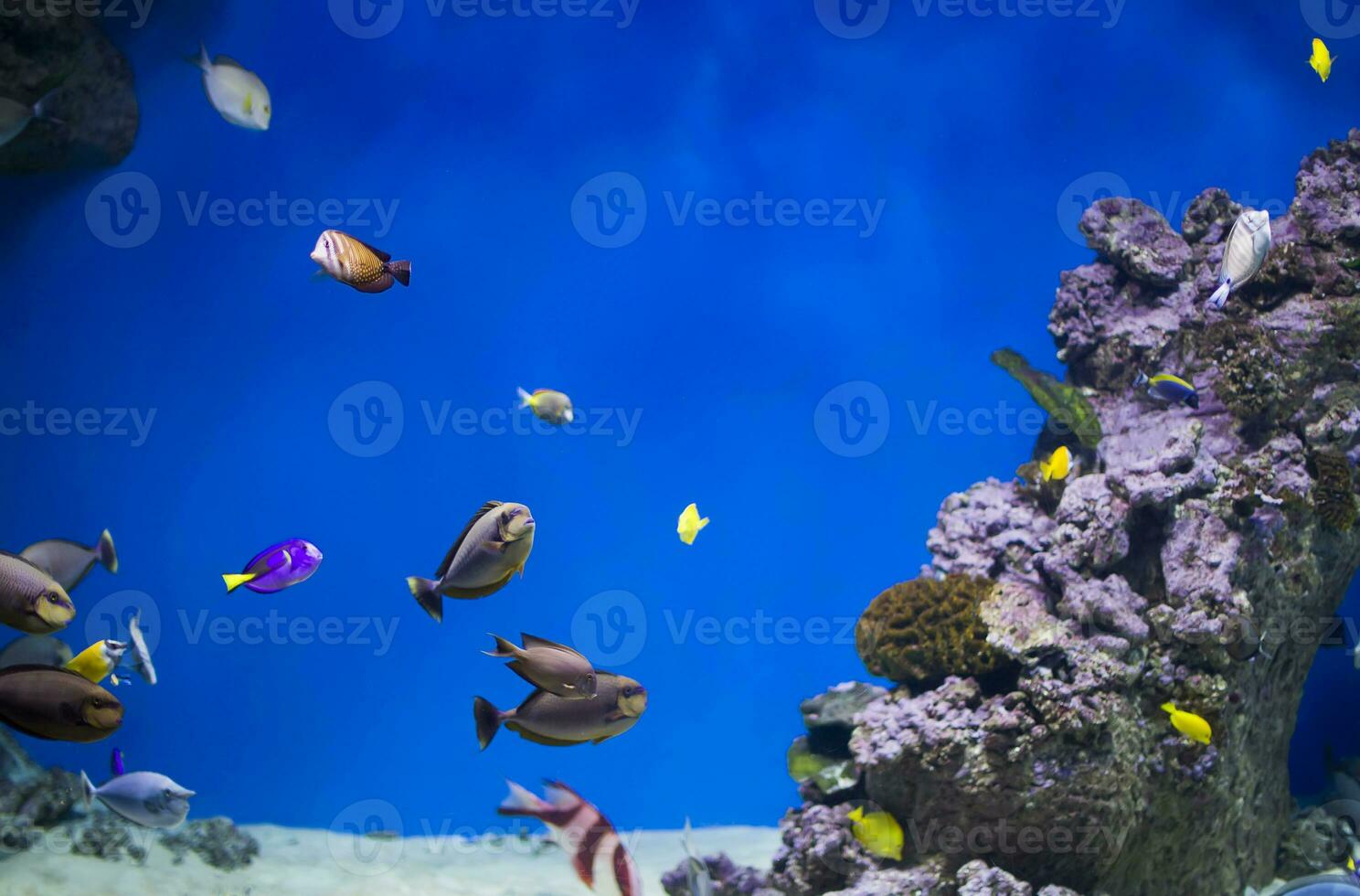 un rebaño de vistoso tropical pescado en el antecedentes de arrecifes y corales exótico pescado en azul agua foto