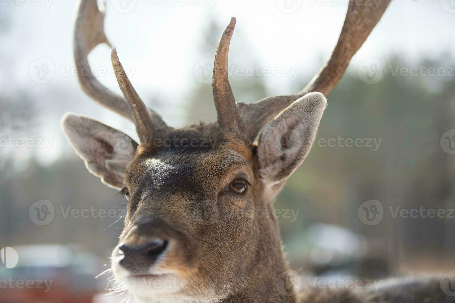 The muzzle of a deer with antlers close-up. photo