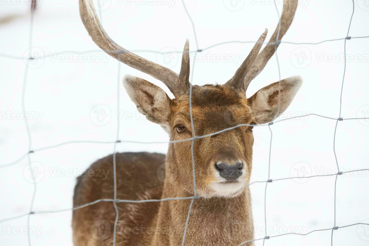 The muzzle of a deer with antlers behind the netting of an aviary close-up. photo