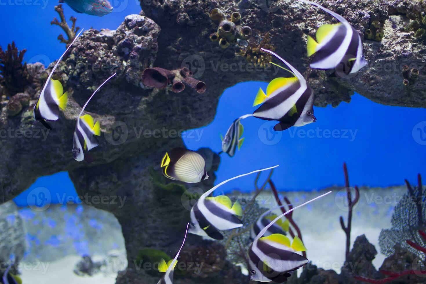 Zanclus cornutus.Exotic tropical fish on the background of corals and reefs.A flock of striped aquarium rub photo