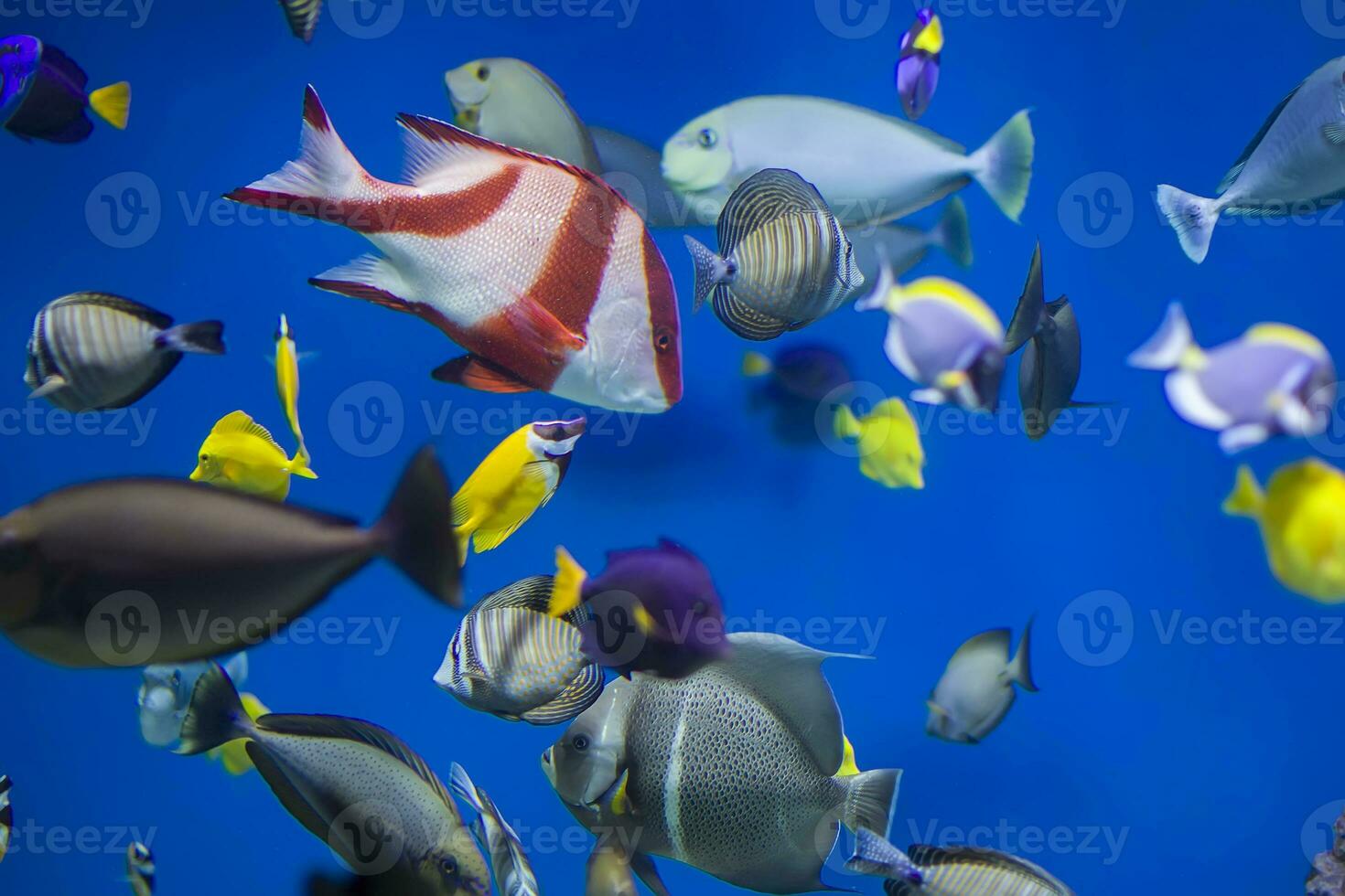 Multi-colored tropical fish on the background of reefs and corals. photo