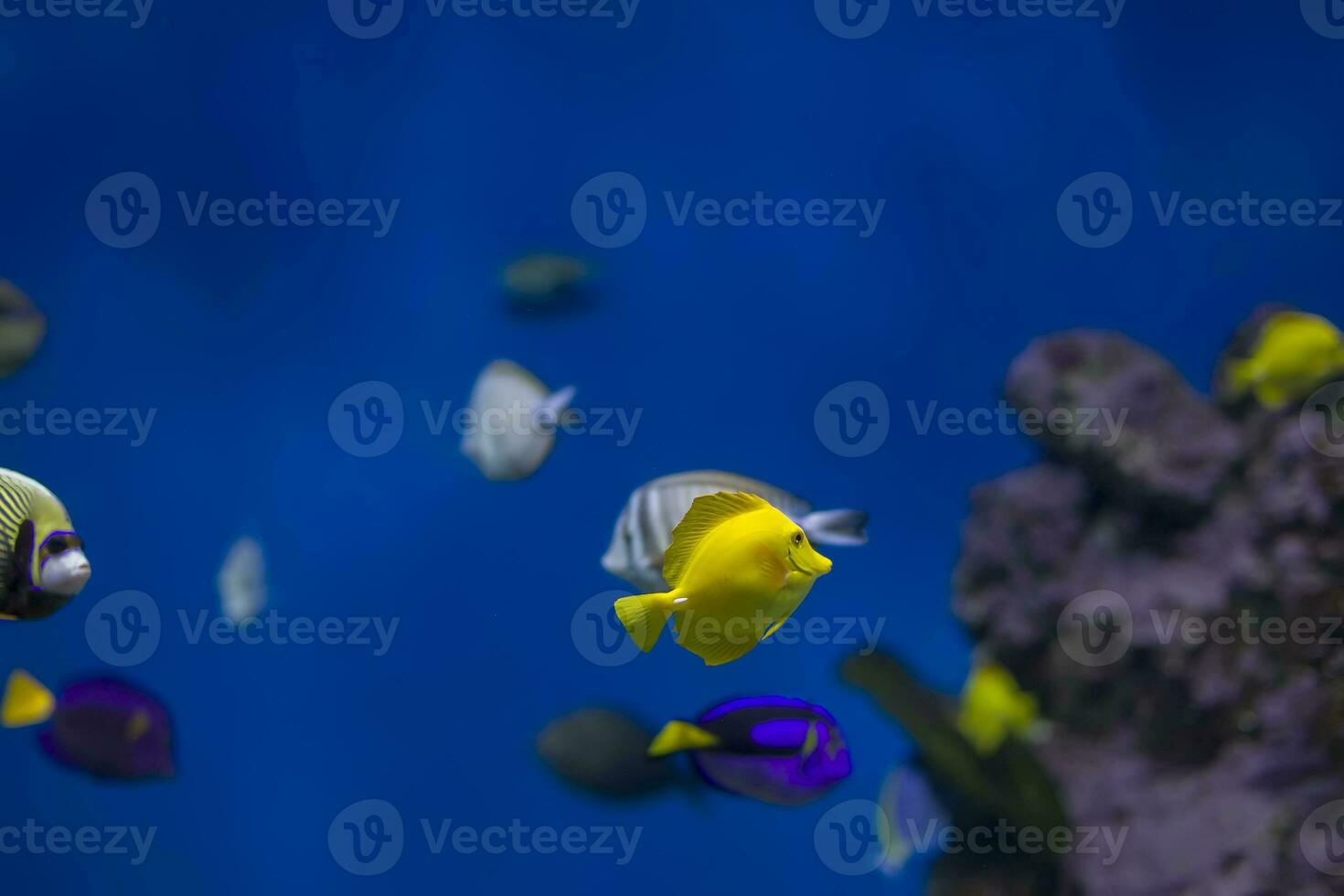 Multi-colored tropical fish on the background of reefs and corals. photo