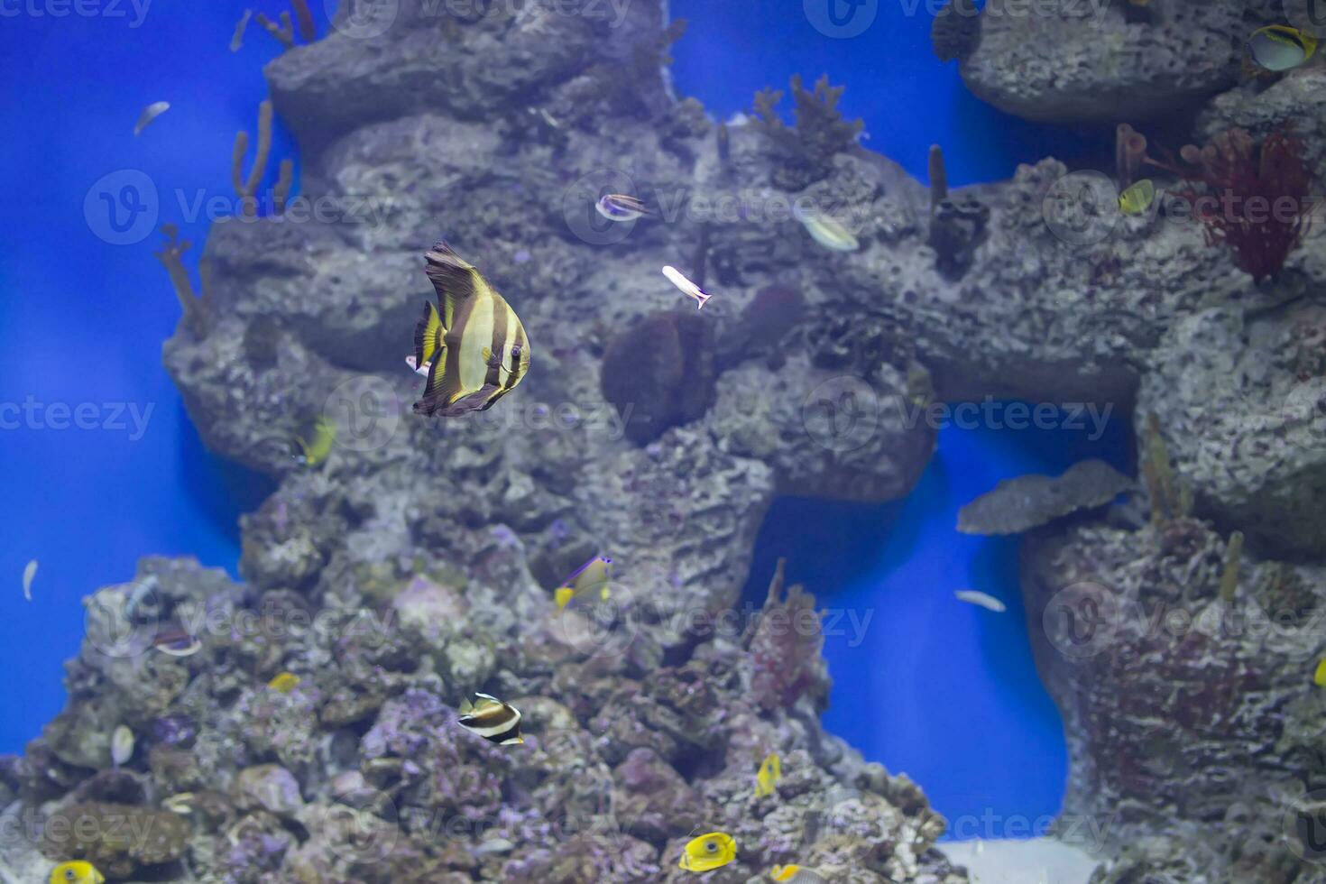 vistoso tropical exótico pescado en el antecedentes de el arrecife foto