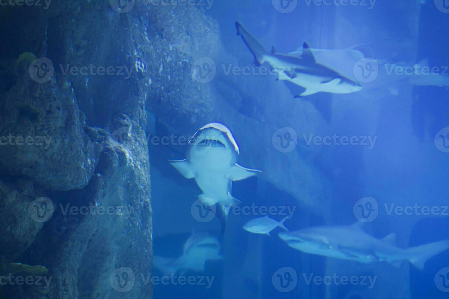 enorme tropical tiburón en azul tiburón.agua en el acuario foto