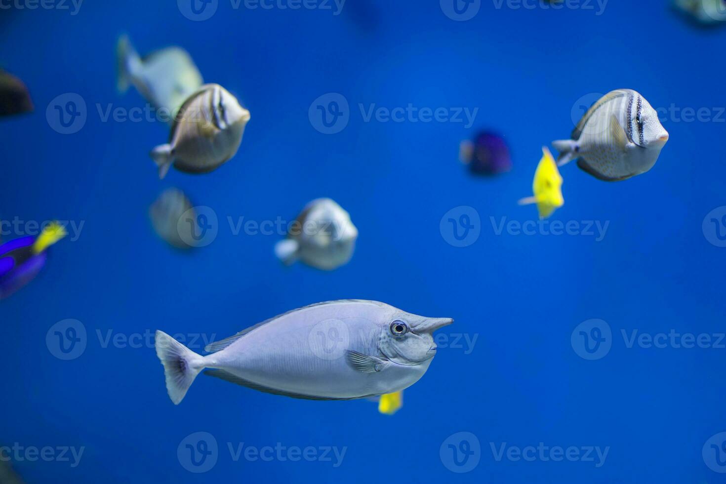 Multi-colored tropical fish on the background of reefs and corals. photo