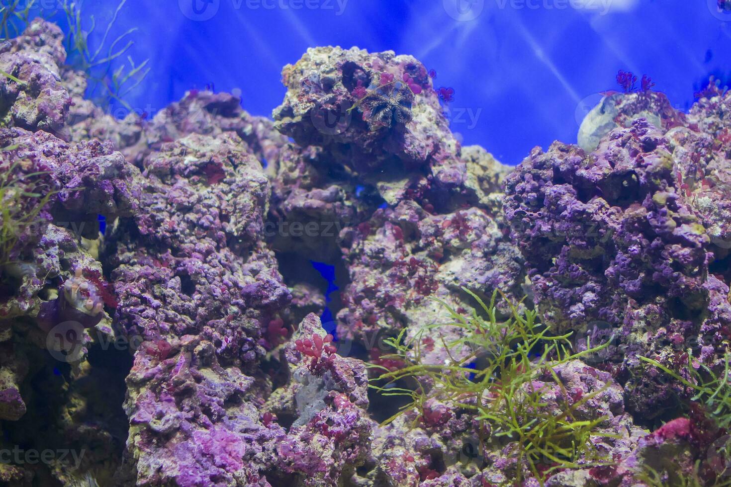 Multicolored corals background photo