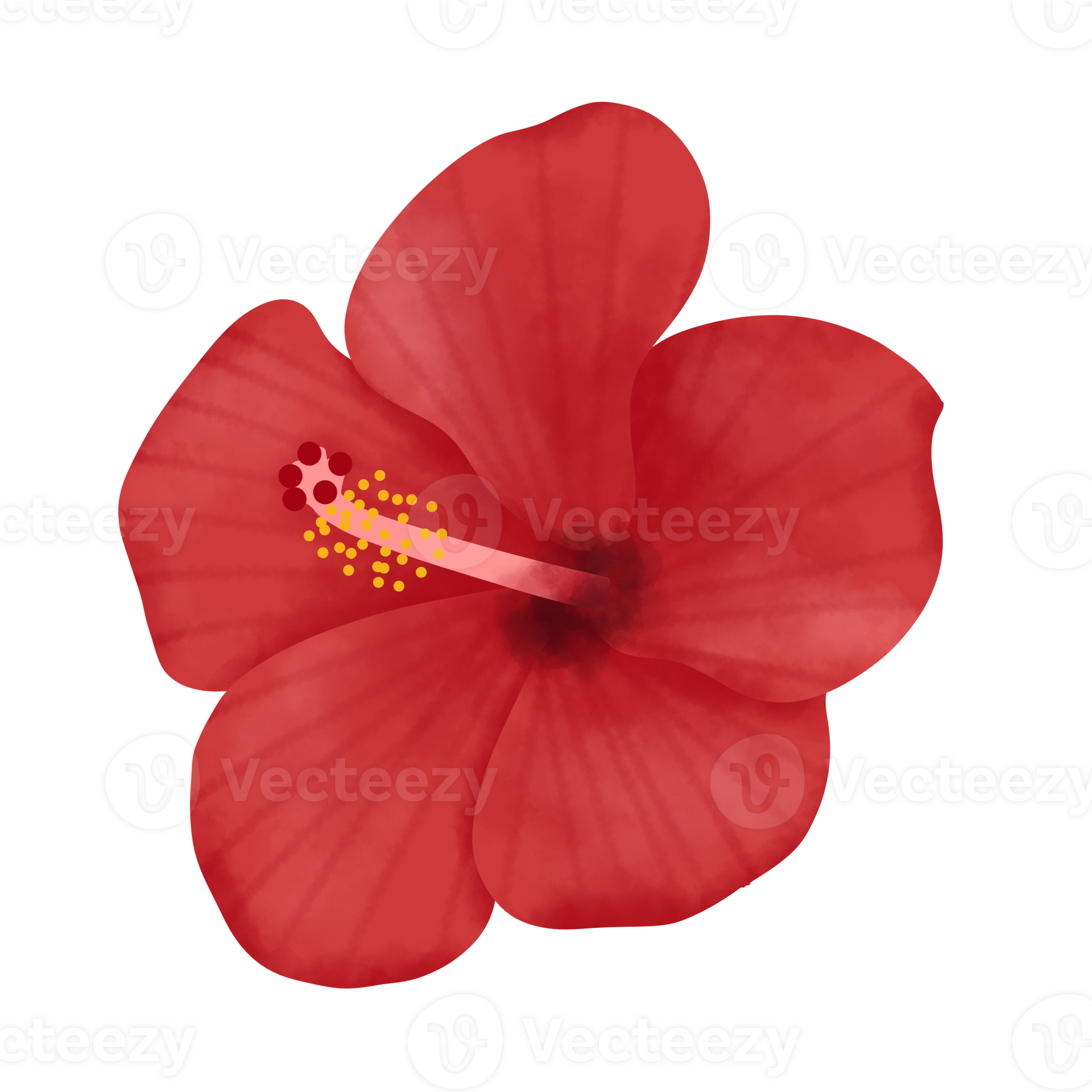 Hibiscus Flower Illustration 28672149 PNG