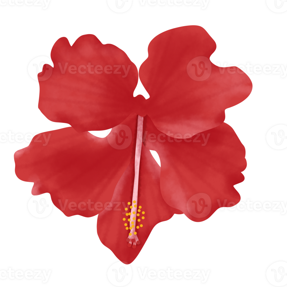 Hibiskus Blume Illustration png