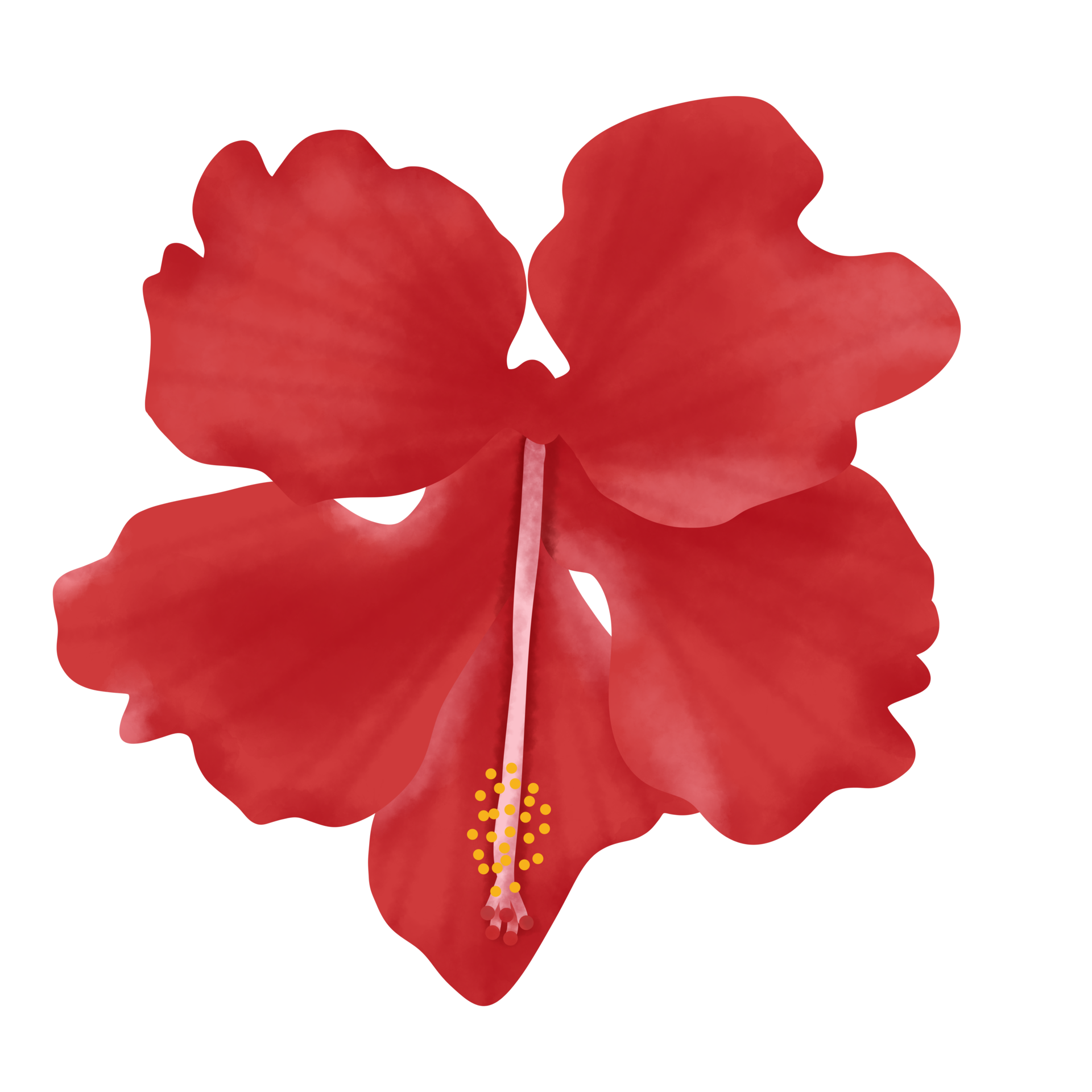 Hibiscus Flower Illustration 28672150 PNG