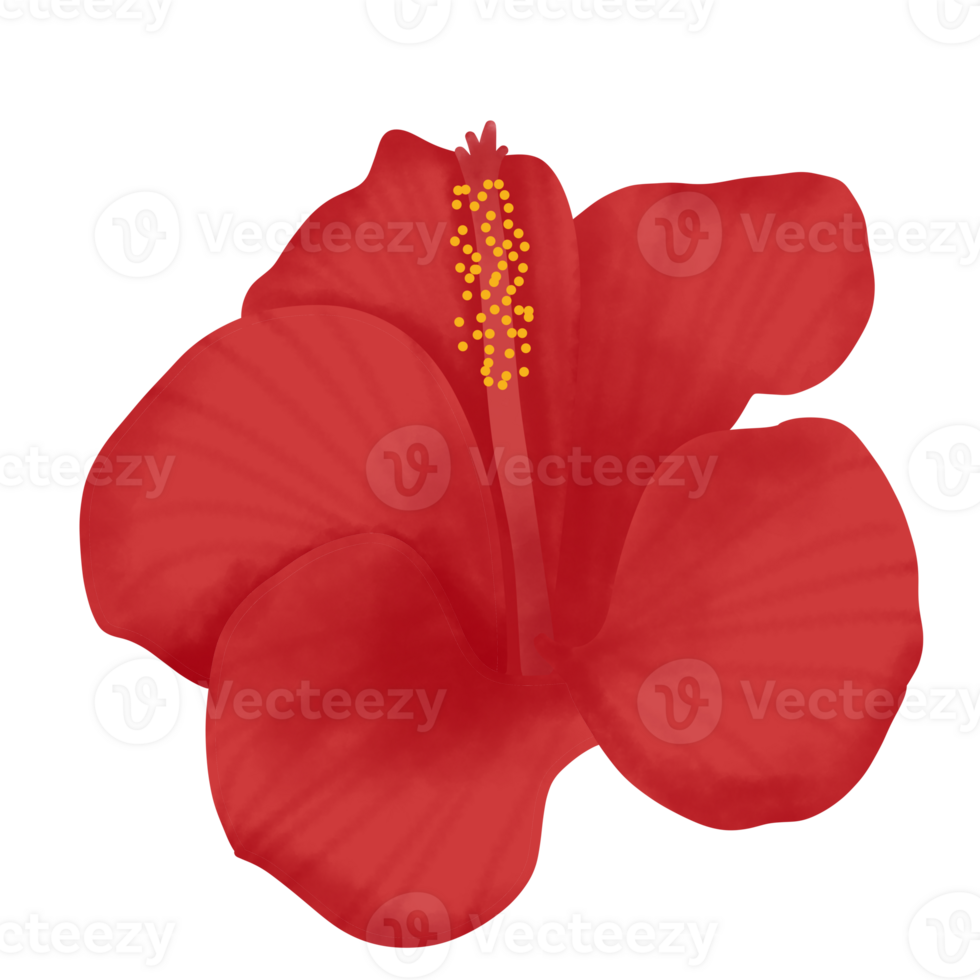 hibiscus-flower-illustration-28672152-png