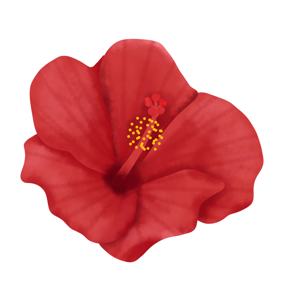 Hibiscus Flower Illustration png