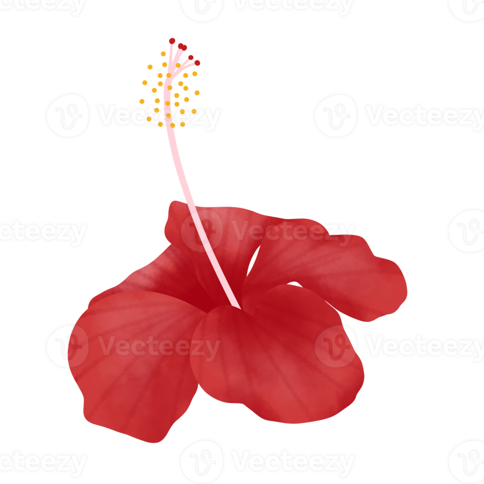 hibiscus-flower-illustration-28672156-png