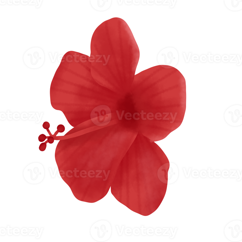 Hibiscus Flower Pattern Png