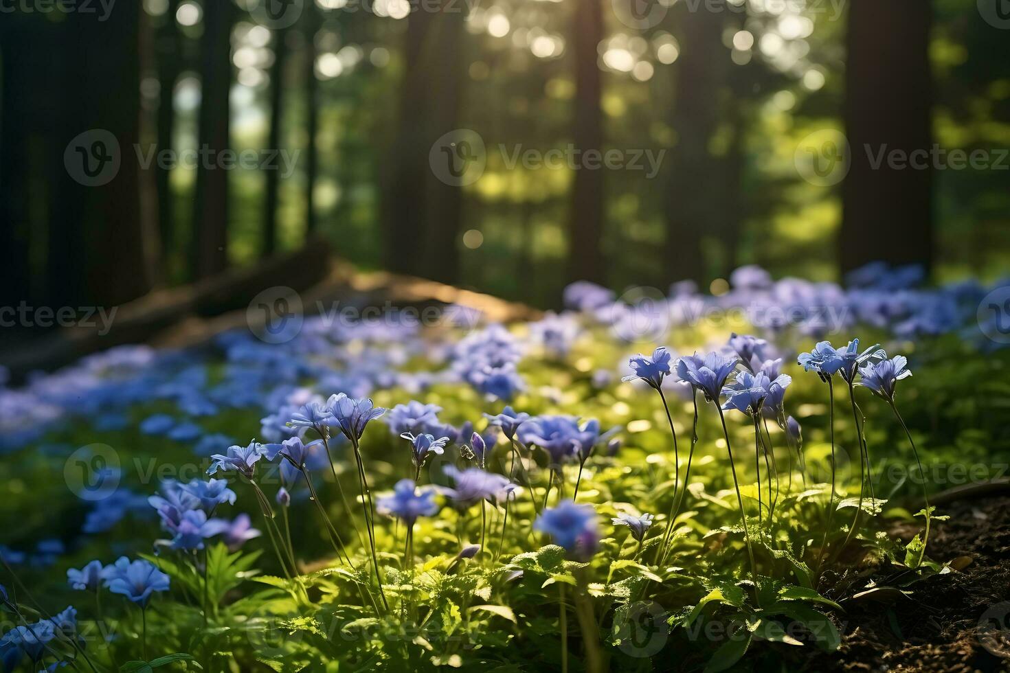 blue mink flowers in a forest under the sunlight photo