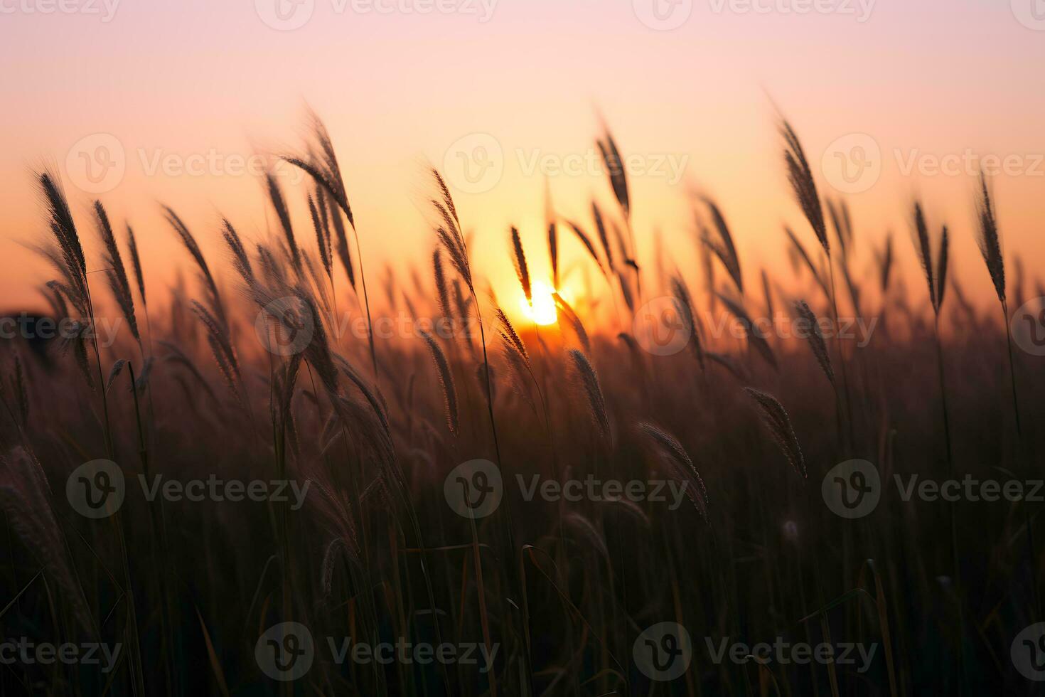 the sun is setting over a field of tall grass photo