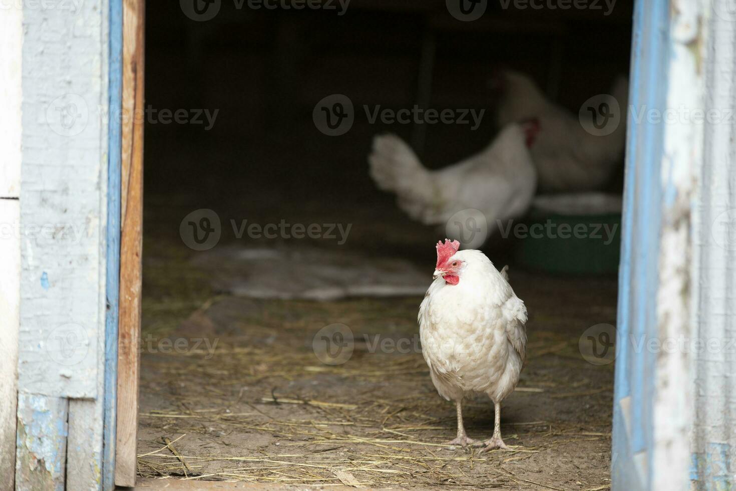 A white chicken walks around the yard, enjoying life. photo