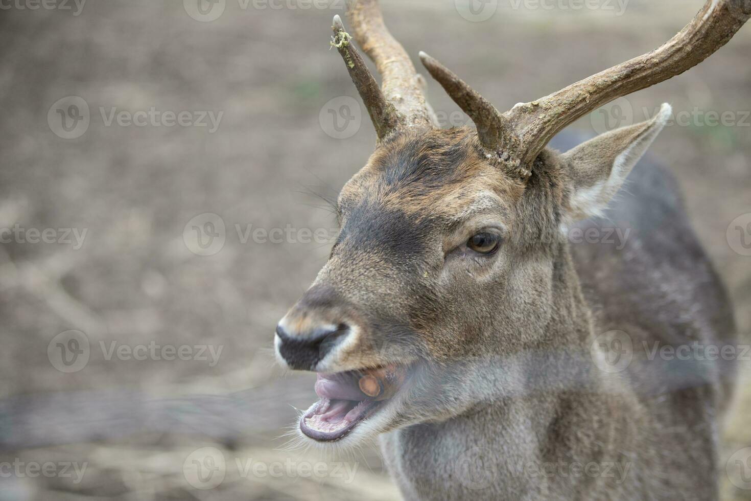 Close-up muzzle of a European deer in late winter. photo