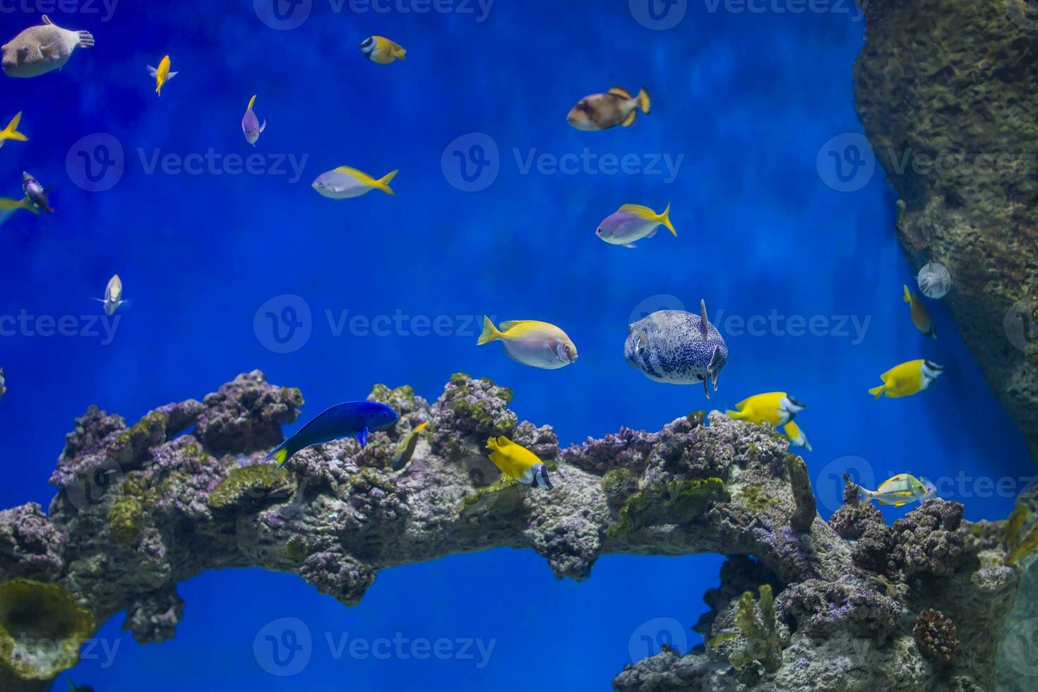 un rebaño de vistoso pescado en el antecedentes de el coral foto