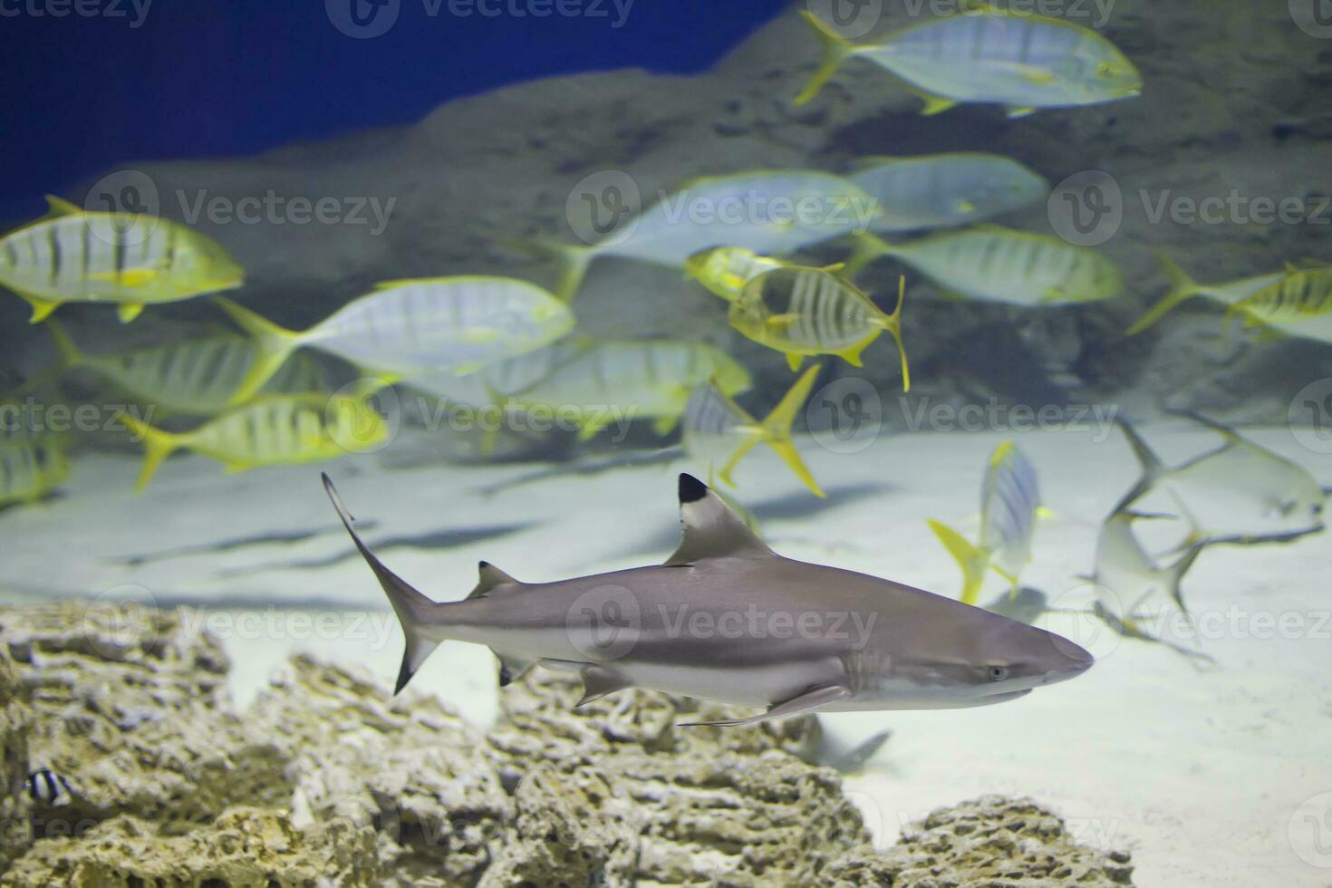 profundo mar tiburón en el antecedentes de un rebaño de tropical pez. foto