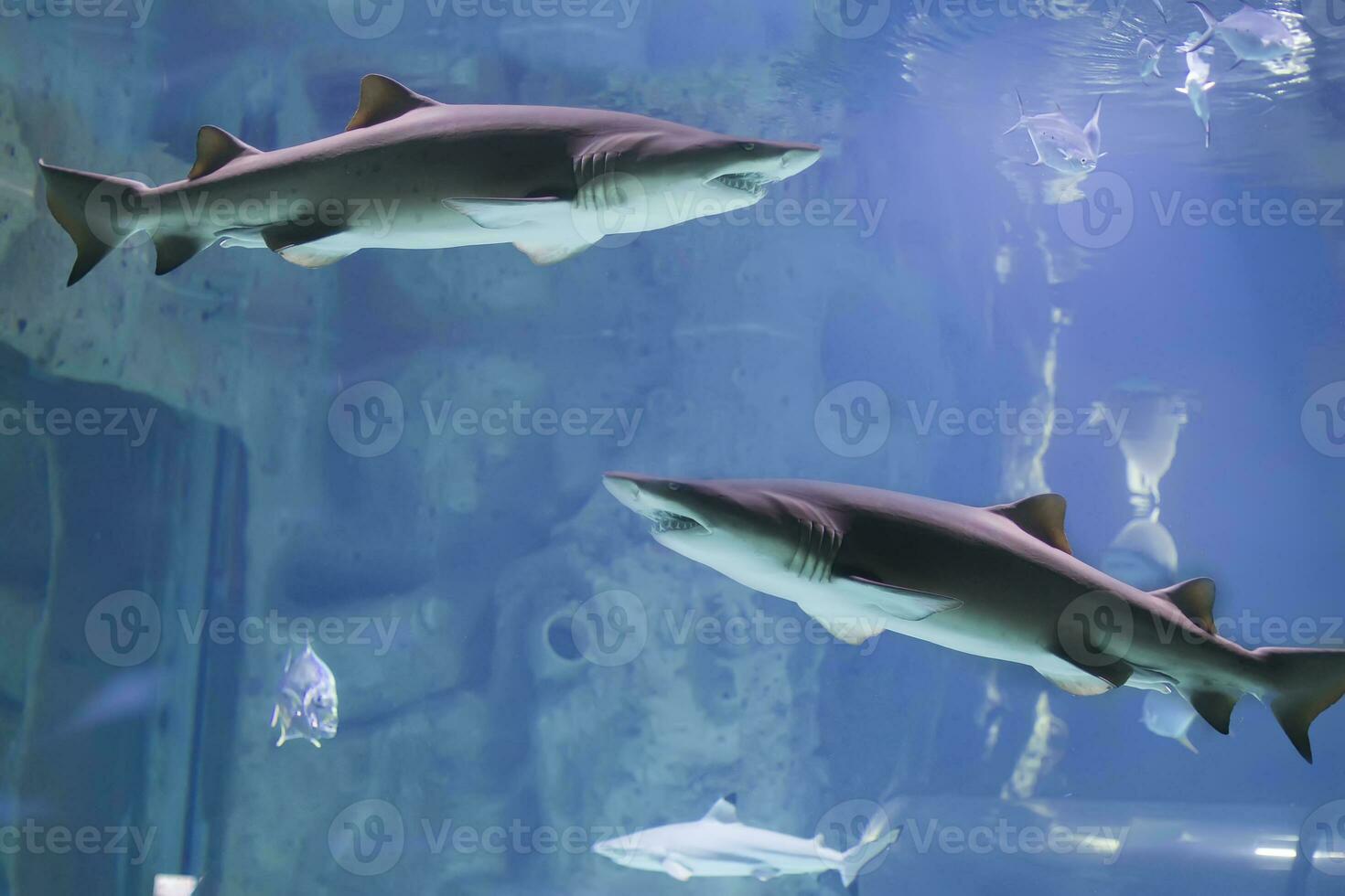 Two sharks in blue water photo