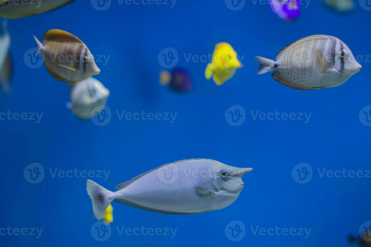 Multi-colored tropical fish on the background of reefs and corals. photo