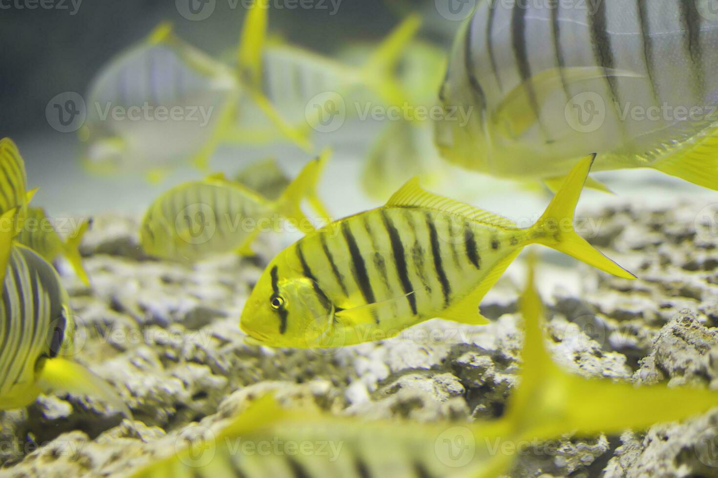 Karang es dorado. un rebaño de grande tropical pescado foto