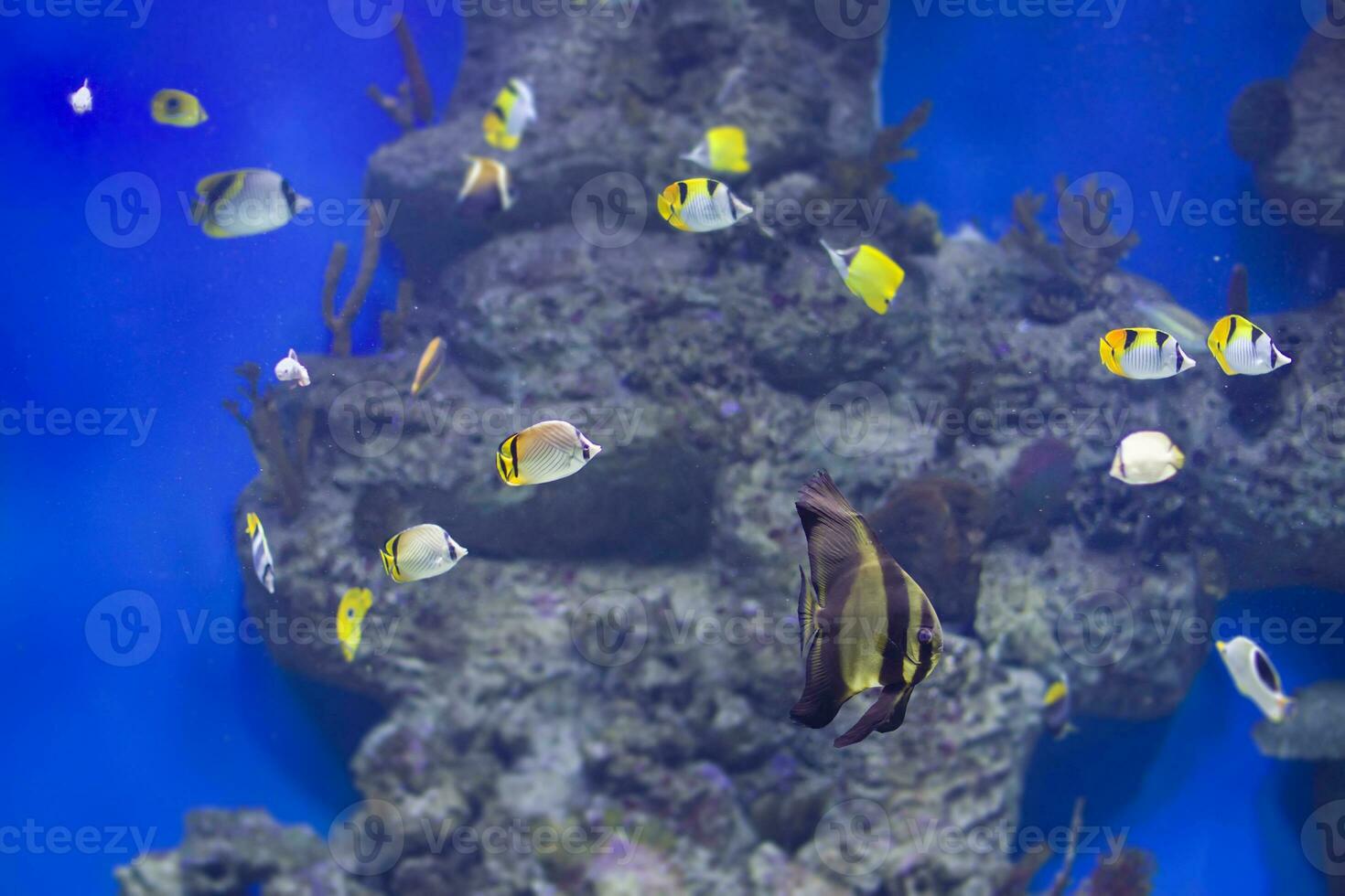 Multi-colored tropical fish on the background of reefs and corals. photo