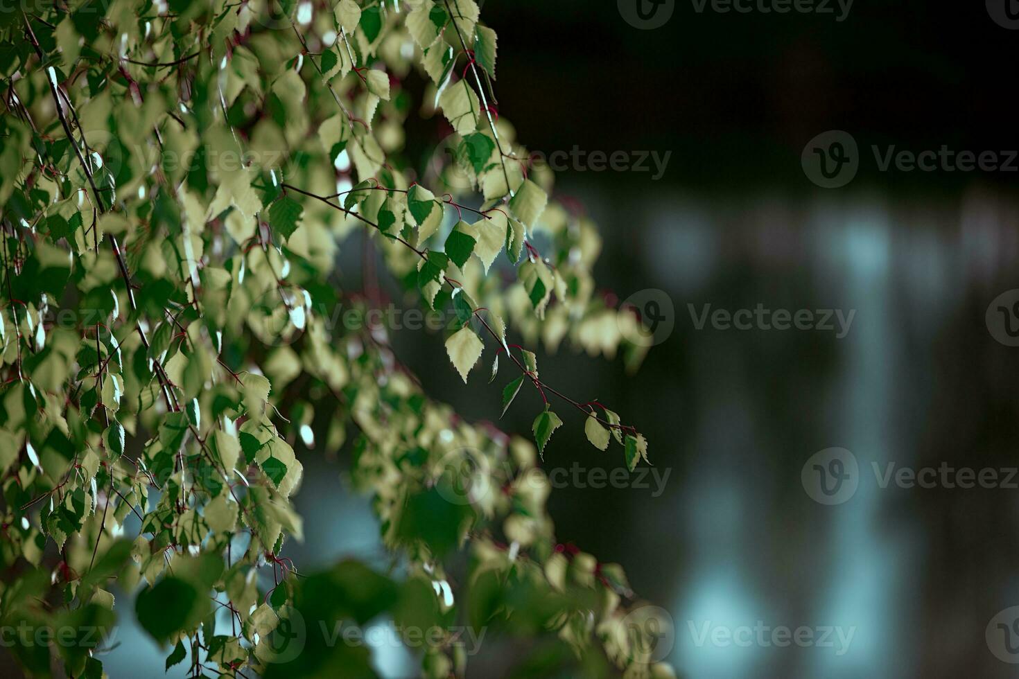 Beautiful natural background in emerald shades of a birch branch. photo