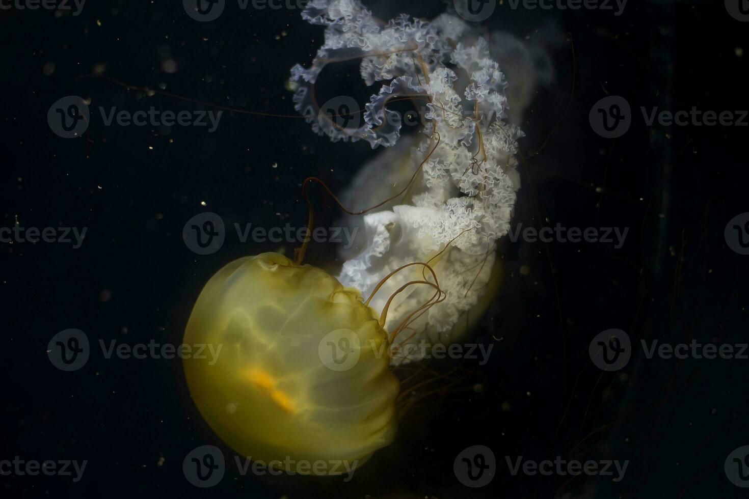 Beautiful jellyfish with a long tail on a black background photo