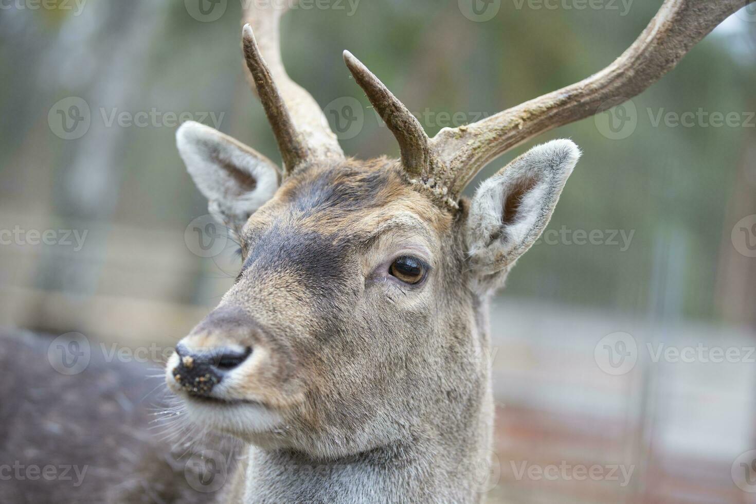 Close-up muzzle of a European deer in late winter. photo